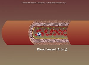 Platelets in Hemostasis - Platelet Research Laboratory