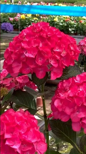 Hydrangea macrophylla 🌸 | The Elegance of Blooming Hydrangeas