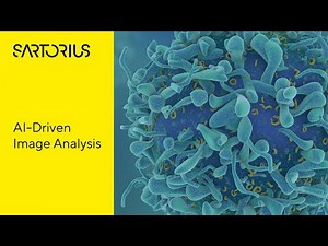 Label-Free Quantification of Chemotherapeutic Cytotoxicity in Glial Cells