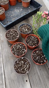 9.9K views · 84 reactions | Propagating String of pearls and String of dolphins  | Unique Succulent Designs | Facebook