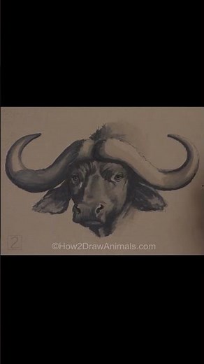 African Cape Buffalo Sketch (Pen and Markers)