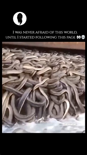 WeirdlyWild on Instagram: "The black mamba (Dendroaspis polylepis) is one of the most feared and respected snakes in the world, holding the title of the longest venomous snake in Africa and the second-longest globally, after the king cobra. Reaching lengths of up to 14 feet, its name does not actually come from its skin color—which is typically olive, grey, or brownish—but from the inky-black interior of its mouth, which it displays as a terrifying warning when threatened. Native to sub-Saharan