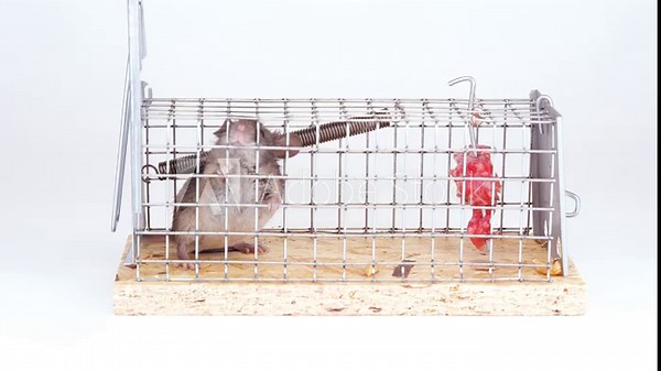 House mouse caught in live capture mouse trap. A cute little rodent on a white background. Human way to catch a mouse in box trap. Lab, laboratory mouse. Stock Video