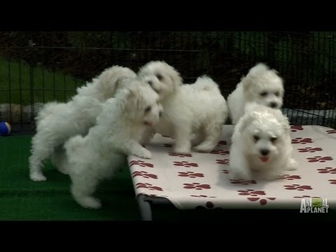 Fluffy White Pups | Too Cute!