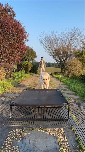 Golden Labrador Behavior and Training Tips