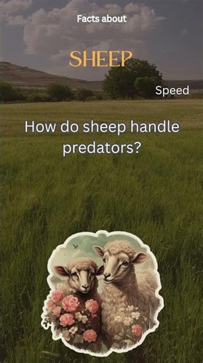 Sheep Fact 48 - How do sheep handle predators?