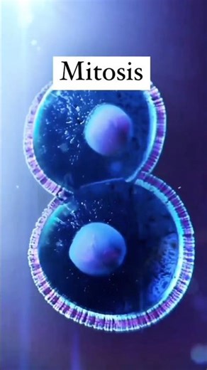 Mitosis/cell division/3D animation #mitosis #celldivision #animation #makeyourgrade #short