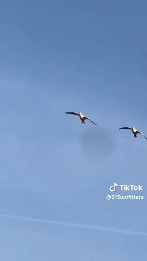 Centered up, and floating in. Just how we like em! #315outfitters #hardcoredecoys #divebombindustries #newyork @Adam Jensen @Mike