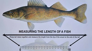 Fish Measuring Boards for Kayaks: Accurate and Durable