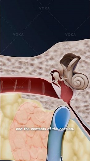 How do we hear? The journey of sound through the ear explained in 3D