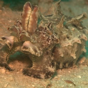 51K views · 1.3K reactions | The cuttlefish is a master of disguise.撚 To evade predators, these cephalopods change their skin color rapidly using elastic pigment sacs called chromatophores. #sealifesaturday  | Science Channel | Facebook