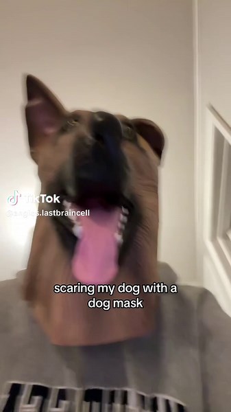 Scaring My Dog with a Dog Mask: Hilarious Reactions