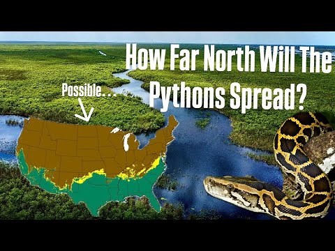 Florida’s Python Invasion: How Far Will They Spread???