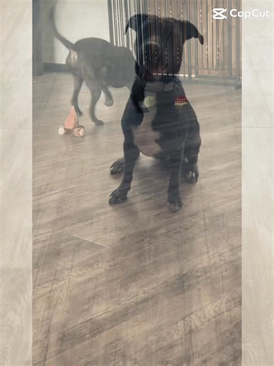 Meet Jordan a 10 month old Labrador Retriever / Boxer mix! Jordan is a smart and lovable pup who’s ready to find a home of his own! He gets along great with cats and other dogs, making him a wonderful addition to a multi-pet household! His playful personality shines through, especially when he’s busy with his favorite toys. This clever boy is already good on a leash. If you’re looking for a fun, intelligent companion who’s eager to learn and ready for love, Jordan could be the perfect fit! 🐾Jor