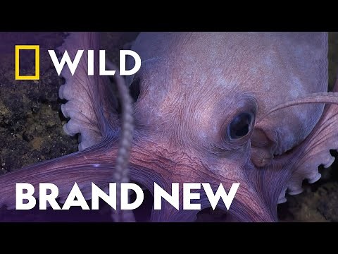 The Extraordinary Octopus | Secrets Of The Octopus | National Geographic WILD UK