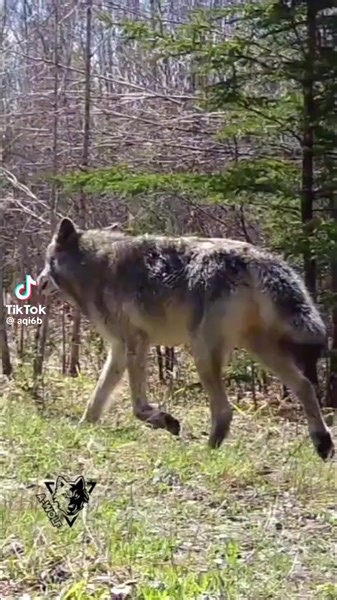 7.7K views · 244 reactions | It's breeding season for wolves with pups born in spring. | Guardians Of The Wolves | Facebook