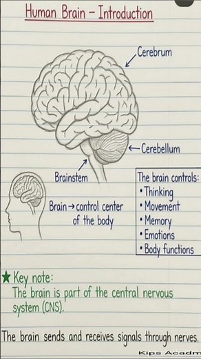 describe the structure of human brain