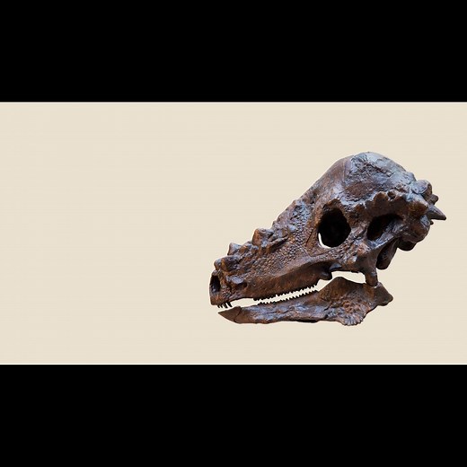 Earth’s five mass extinctions