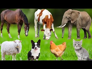 Cute Farm Animals: Puppy, Chick, Piglet, Kitten, Cow, Sheep, Horse, Goose, Rabbit – Animal Video