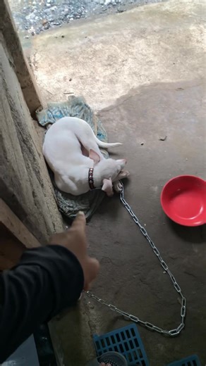 Update kay wave s #kemono | Kemono