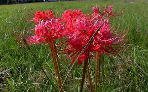 How to spot the subtle signs of fall