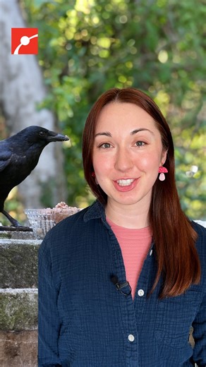 8.2K views · 195 reactions | Did you know that crows can count using vocal sounds? Alex Dainis explains that scientists have found that trained crows can reliably make three “kraak” sounds in response to being shown a green number three! #Crow #Birds #Animals #Science | Museum of Science, Boston | Facebook