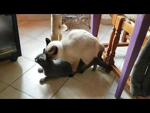 Reproduction chez le chat