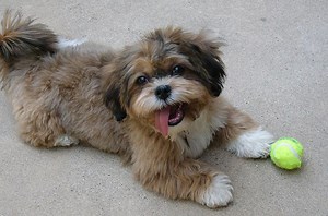 Shih-Poo (Shih Tzu-Poodle Mix) Facts, Temperament, Training, Diet, Puppies, Pictures