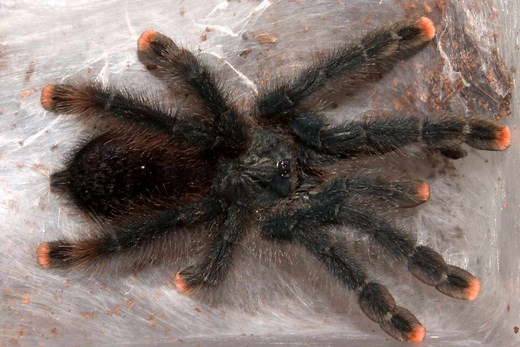 Quick Guide to Caring for a Pink Toe Tarantula