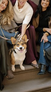 Tater takes Brooklyn. 🐾 Our resident muse stole the show on set - and the spotlight at our NYFW event with @krewe. Proof that every great shoot needs a scene-stealer. 📸 . . . . . . . . . . . . #corgi #tatertot #photoshoot #handbags #puppy #dogsofinstagram #brooklyn #model #giginewyork | GiGi New York