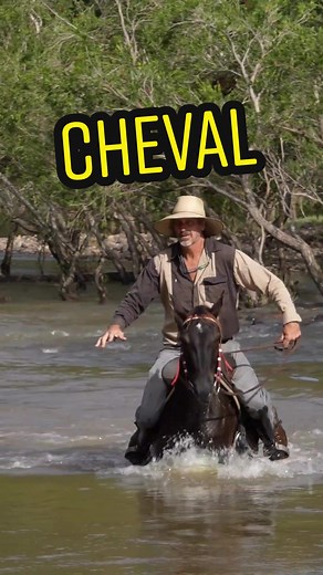 L'histoire passionnante de la relation entre l'homme et le cheval