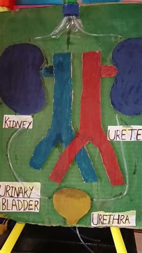 Human excretory system project work #workingproject #easyscienceproject #wastetobest