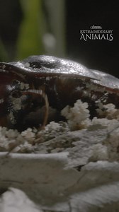 Meet the world's heaviest species of cockroach! 👀 Unlike other insects who mostly reproduce by laying eggs, this heavyweight champion gives birth to live young. Mums can dig a burrow up to six metres long and a metre deep to prepare for her incoming clutch. #ausgeo #australia #cockroach #insects #giantburrowingcoackroach | Australian Geographic