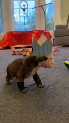 652K views · 8.2K reactions | WALTER IS READY FOR HIS PARTY | Cleft Rescue Unit | Facebook