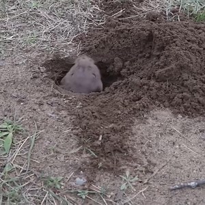 134K views · 371 reactions | Gopher digging a hole #animals #wildanimals #nature #animalswildlife | Fountain of Life Ministries International | Facebook