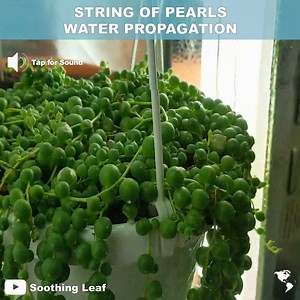 2.3K views · 96 reactions | String of pearls is very easy to propagate. You can either try water propagation, and pot them up into soil after they have rooted, or plant them directly into the soil. | Succulent Journal | Facebook