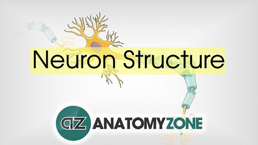 Neuron Structure - 3D Models, Video Tutorials & Notes | AnatomyZone