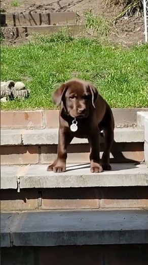 Chocolate Lab Puppy Cuteness Alert! (Prepare for Extreme Adorableness)