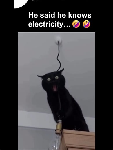 He lied #fyppppppppppppppppppppppp #f4f #tiktok #entertainment #fyp #tiktokviral #petsoftiktok #pets #cute