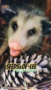 Possums vs Opossums #nature#wildlife#animals