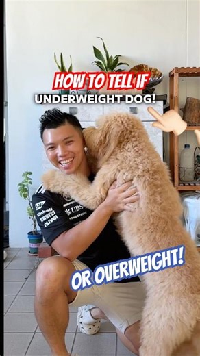 Here’s how to know if your dog if under / overweight!🦮