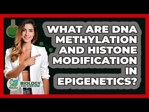 What Are DNA Methylation And Histone Modification In Epigenetics? - Biology For Everyone
