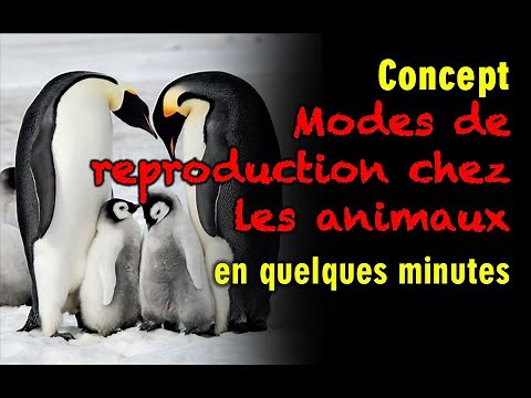 175 - Modes de reproduction chez les animaux