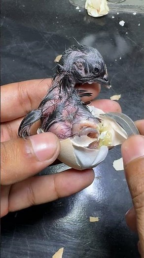 This is how a Perfect baby chick hatched