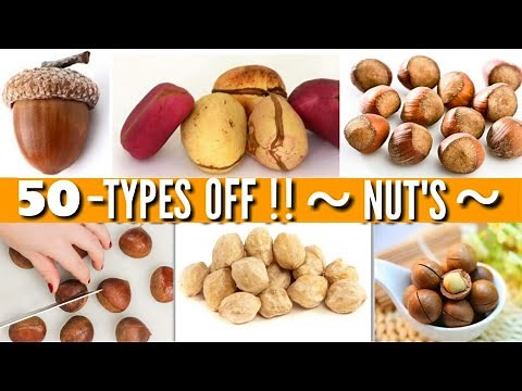50 - Types Of Nuts / Catagory Nuts / Variety Types Of Nuts / Tree Nuts / Nuts Classification /