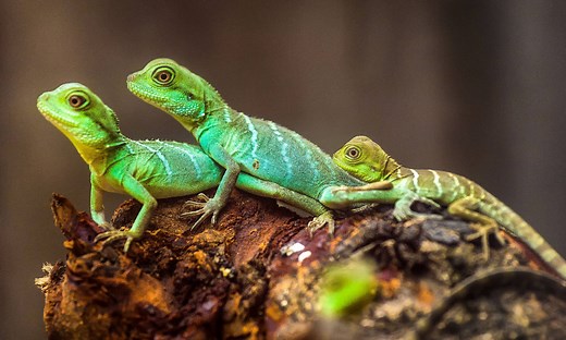 How Do Lizards Mate?