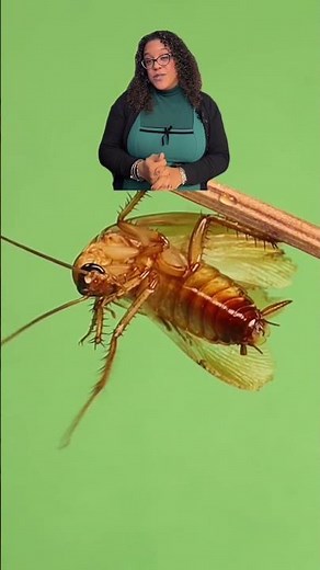 Why Do Some Cockroaches Fly?