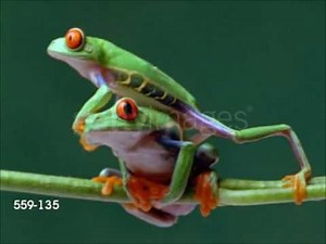 world animals remake finale music video