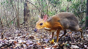 Feast your eyes on the first-ever photos of a silver-backed chevrotain in the wild