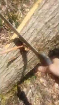 Identifying Slippery Elm Bark & pulling it Appalachian Holler Crawlers